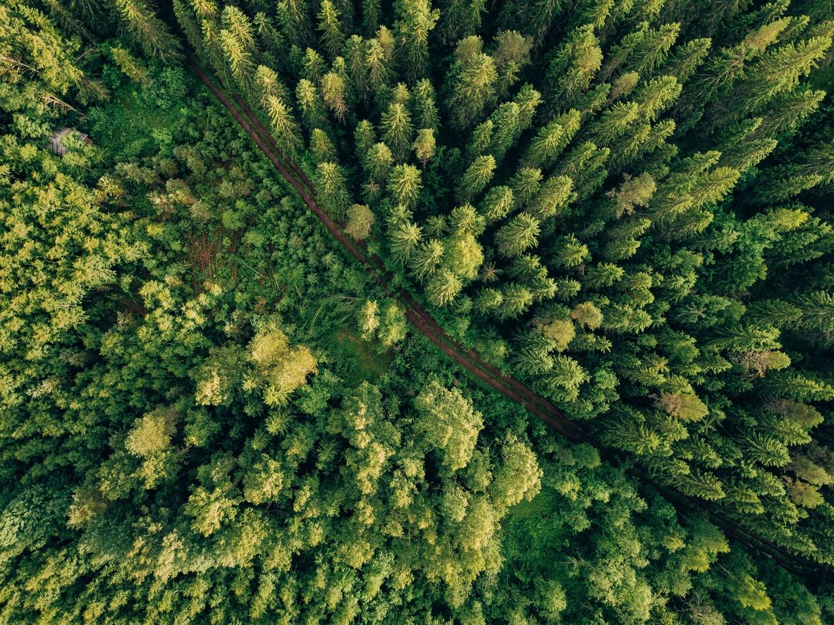 Aerial view of dense green forest with tall trees.