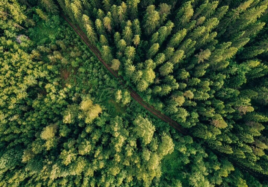 Aerial view of dense green forest with tall trees.